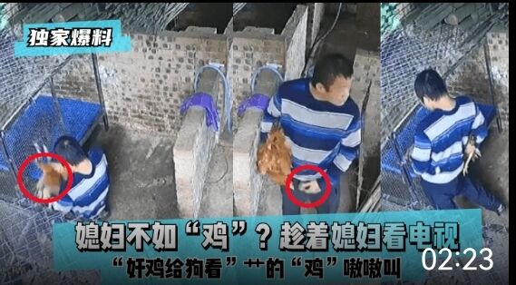 独家爆料媳妇不如鸡趁着媳妇看电视奸鸡给狗看